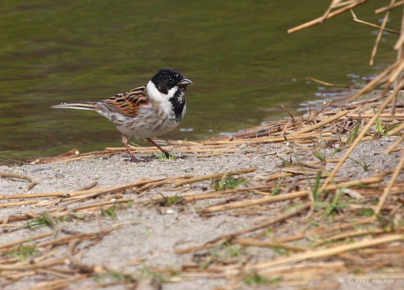 IMG_0131_bentn_dk.jpg - Jægersborg Dyrehave 3 maj 2010