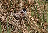 IMG_0091_bentn_dk