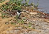 IMG_0100_bentn_dk