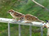 P1120365_bentn_dk
