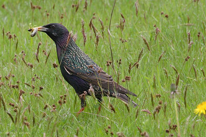 IMG_5538_bentn_dk.jpg - Lundtofte (Nær Mølleåen) 20 maj 2010.- Bon appetit ; )