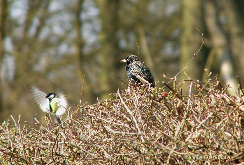 P4103666_bentn_dk.jpg - Jægersborg Dyrehave 10-04 2008
