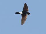 IMG_1721_bentn_dk