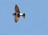 IMG_4992_bentn_dk