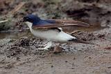 IMG_9885_bentn_dk