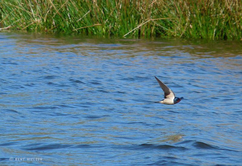 P1340490_bentn_dk.jpg - De er utrolige svære at fange da de ikke kun flyver meget hurtigt men også skifter retning hele tiden.   (Jægersborg Dyrehave 25-04 2009)