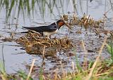 IMG_0241_bentn_dk