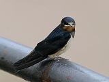 IMG_3892_bentn_dk