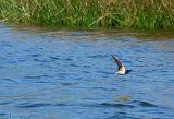 P1340490_bentn_dk