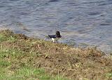P4294755_bentn_dk