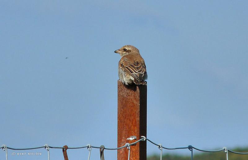 red-backed_shrike.jpg - Rødrygget tornskade.- Juvenil (ungfugl i første fjerdragt)