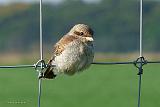 P1010020.JPG_bentn_dk