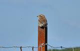 red-backed_shrike