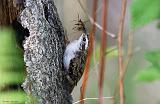 IMG_7075_bentn_dk