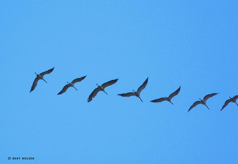P1240470_bentn_dk.jpg - Lundtofte 17-03 2009.- Efter dette billede gik jeg over til at video-filme dem.