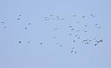 IMG_4427_bentn_dk