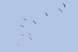 IMG_4525_bentn_dk