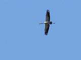 IMG_8853_bentn_dk