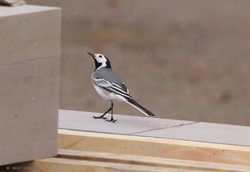 IMG_1321_bentn_dk.jpg - Raadvad 3 april 2011
