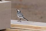 IMG_1321_bentn_dk