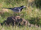 IMG_6901_bentn_dk