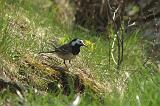 P4294775._bentn_dk