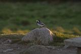 P5185626_bentn_dk
