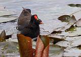 IMG_6535_bentn_dk