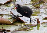 IMG_6561_bentn_dk