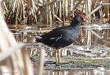 P1280784_bentn_dk