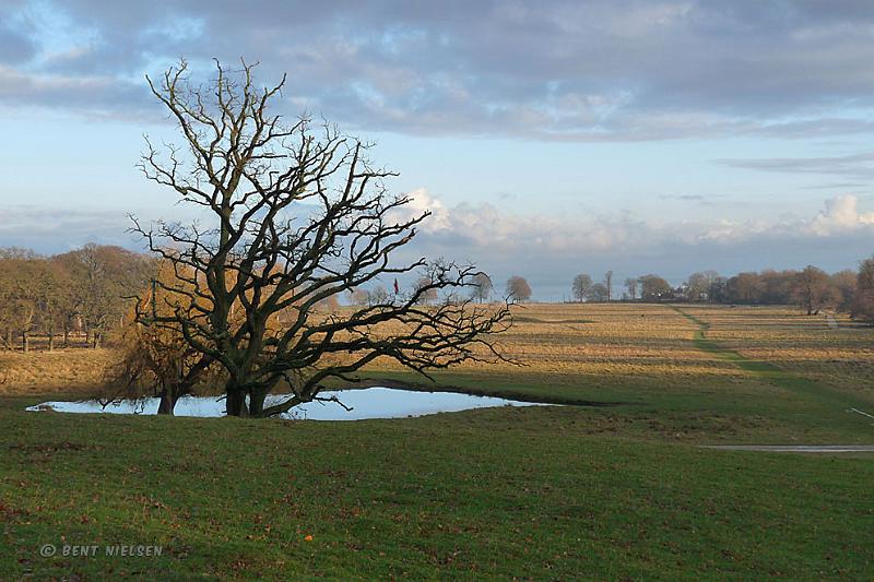 P1110122_bentn_dk.jpg - Magasindammen: December 2008