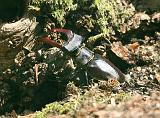 IMG_3552_bentn_dk