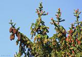 IMG_9317_bentn_dk