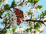 P1330404_bentn_dk