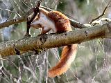 IMG_0084_bentn_dk