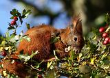 IMG_8960_bentn_dk
