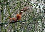 P1160504_bentn_dk