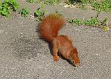 P1330033_bentn_dk