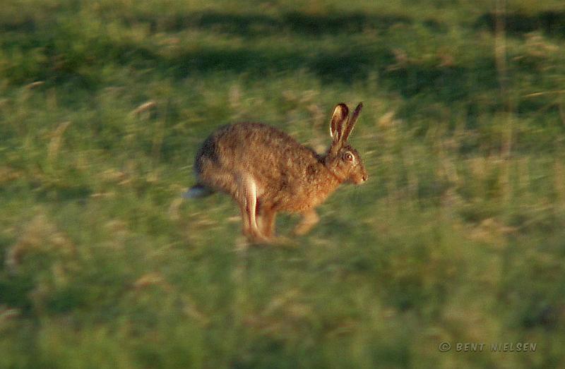 hare_bentn_dk.jpg - Et aftenbillede fra Dyrehaven: 18 Maj 2008