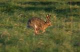 hare_bentn_dk