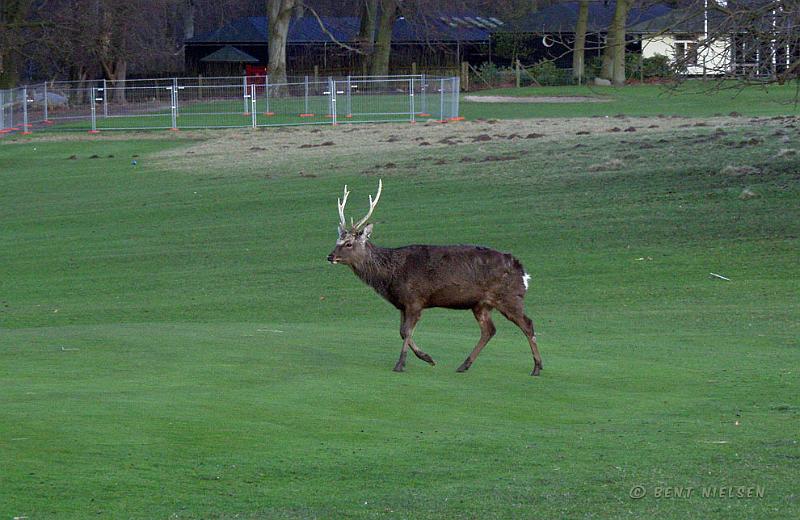 P3040535_bentn_dk.jpg - Jægersborg Dyrehave. Marts 2008.- En Sika passere golfbanen på vej over til et skov område.