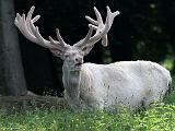 IMG_1440_bentn_dk