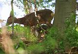 IMG_5251_bentn_dk