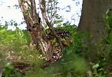 IMG_5255_bentn_dk
