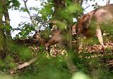 IMG_5270_bentn_dk