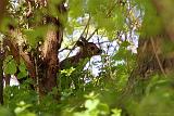 IMG_5322_bentn_dk