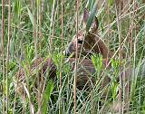 IMG_6221_bentn_dk