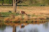 IMG_6591_bentn_dk
