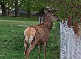 IMG_6848_bentn_dk