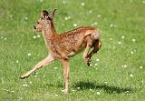 IMG_7626_bentn_dk
